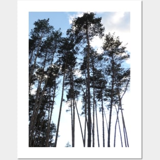 Pine Tree Silhouette Posters and Art